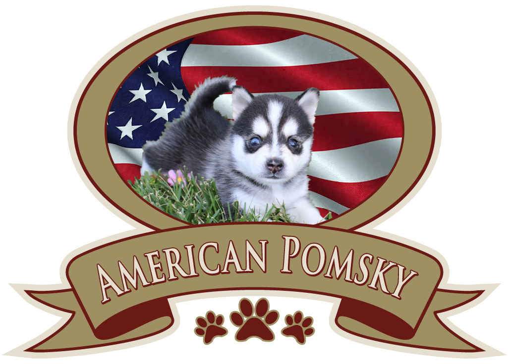 americanpomsky.com