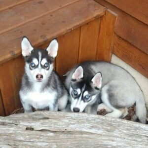 blue eyed posmky puppies
