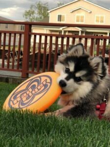 young american pomsky puppy playing with frisbee